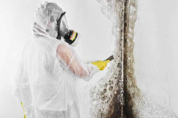 Trusted Mold Remediation Specialists in Your Area